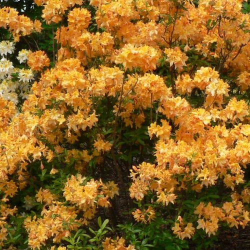 Рододендрон листопадный Golden Lights
